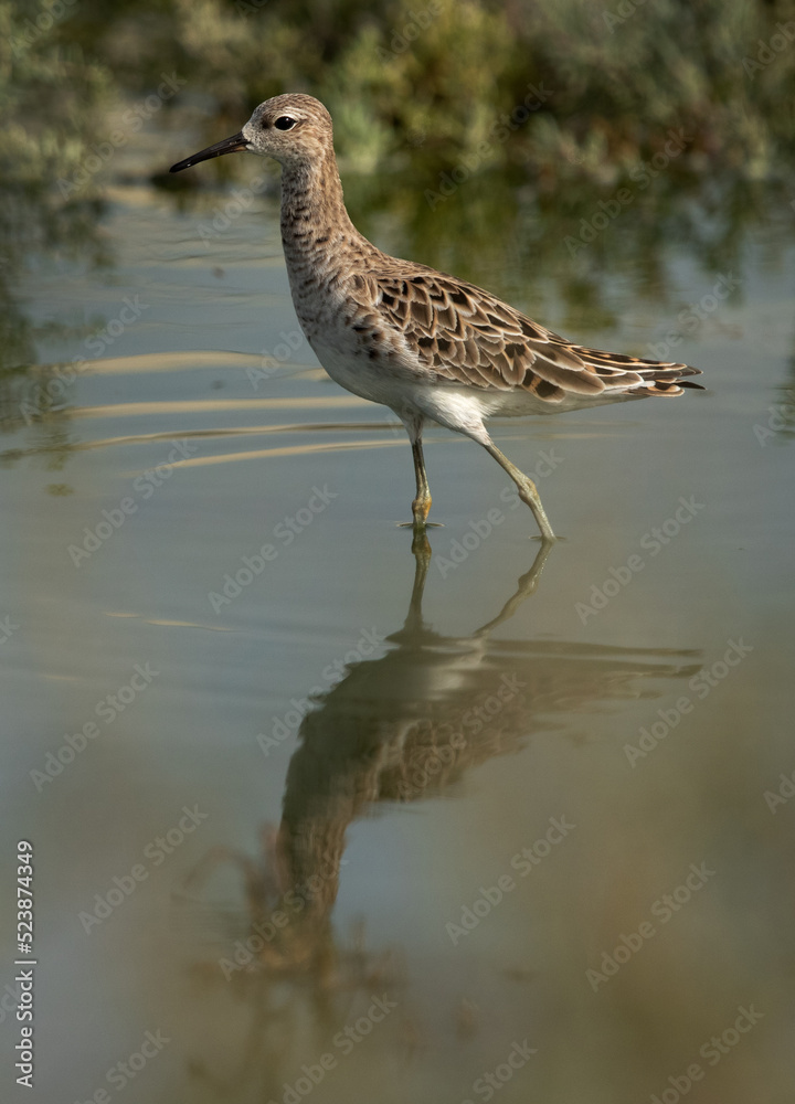 Closeup of a alert Ruff at Hamala, Bahrain Closeup of a alert Ruff at Hamala, Bahrain