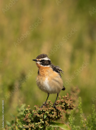 Closeup of a Whinchat perched on green, Bahrain