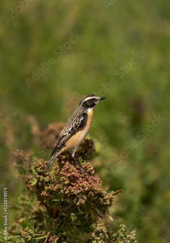 Whinchat perched on green, Bahrain