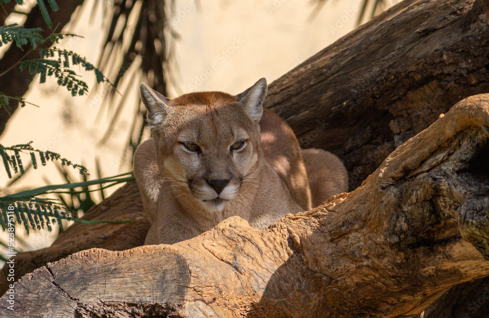 Naklejka premium Onça-parda