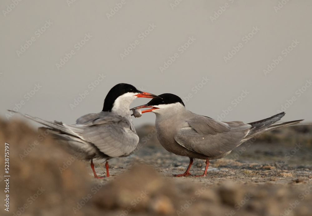 White-cheeked Tern feeding his mate at Asker marsh, Bahrain White-cheeked Tern feeding his mate at Asker marsh, Bahrain