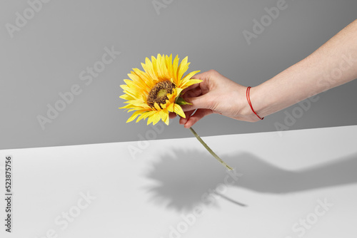 Fototapeta Woman's hand with red thread bracelet on her wrist holding sunflower
