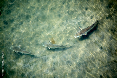 striped mullet trio swimming in the shallow waters of San Elijo Lagoon