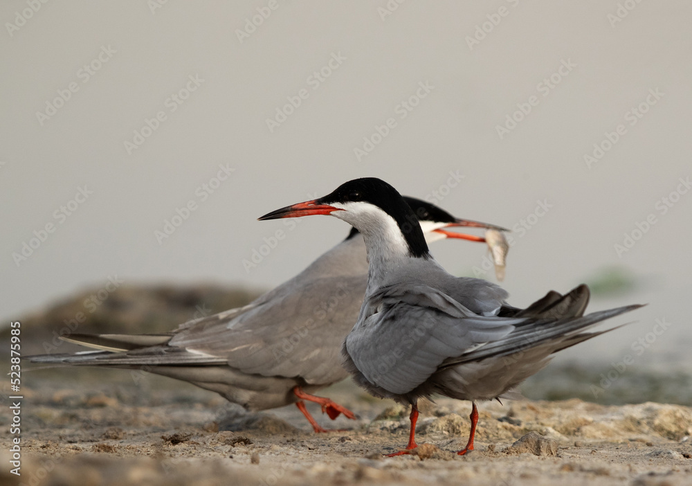 White-cheeked Tern feeding his mate at Asker marsh, Bahrain White-cheeked Tern feeding his mate at Asker marsh, Bahrain