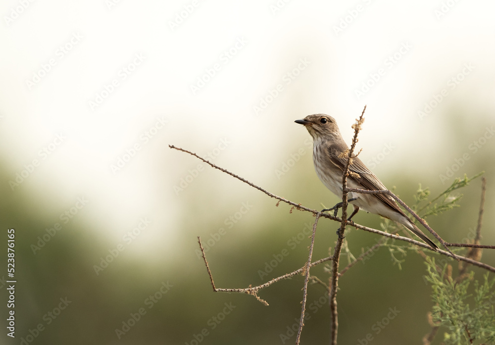 Spotted Flycatcher perched on twig, Bahrain Spotted Flycatcher perched on twig, Bahrain