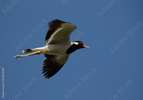 Red-wattled lapwing flying at Adhari, Bahrain