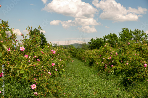 Rosa damascena fields Damask rose  rose of Castile rose hybrid  derived from Rosa gallica and Rosa moschata. Bulgarian rose valley near Kazanlak  Bulgaria.