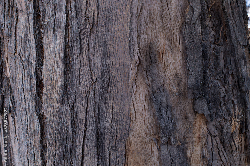 Fondo-textura de corteza de árbol viejo. Concepto de naturaleza, fondos y texturas. Fondo-textura de corteza de árbol viejo. Concepto de naturaleza, fondos y texturas.