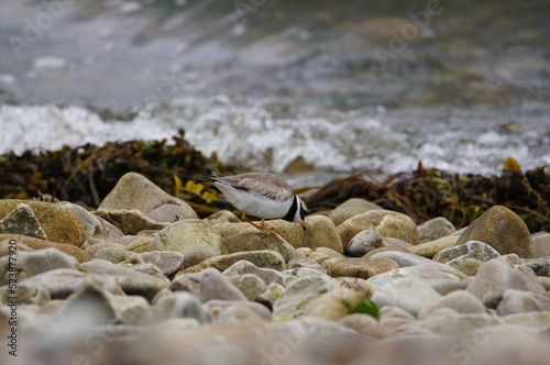 Common Ringed Plover, The Sound of Islay, Isle of Jura, ScotlandSONY DSC