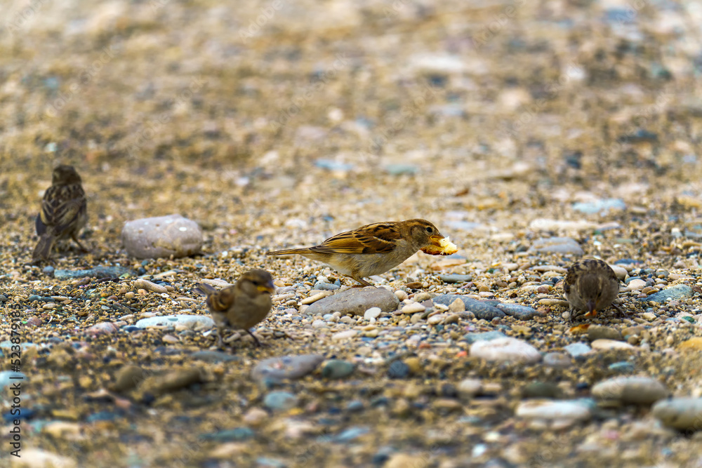 A group of small sparrows one of which has a large piece of bread in its beak. A group of small sparrows one of which has a large piece of bread in its beak.