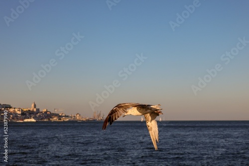 gaivota a voar sobre o rio Tejo