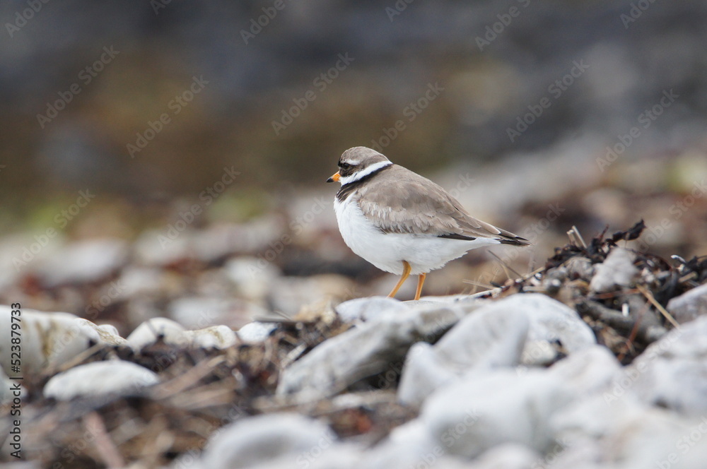 Common Ringed Plover, The Sound of Islay, Isle of Jura, Scotland Common Ringed Plover, The Sound of Islay, Isle of Jura, Scotland