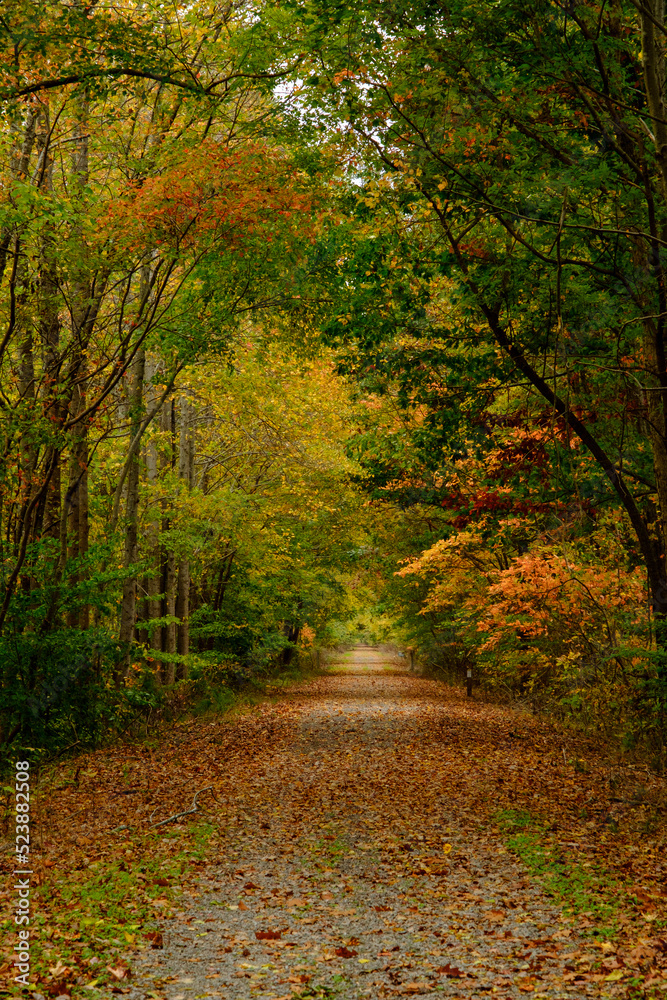 Rural walking path in the autumn, bright colorful leaves.