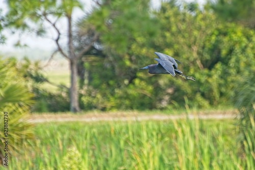 Little blue heron gliding low over wetlands carrying green pollen clinging to legs. © JohnBlottman