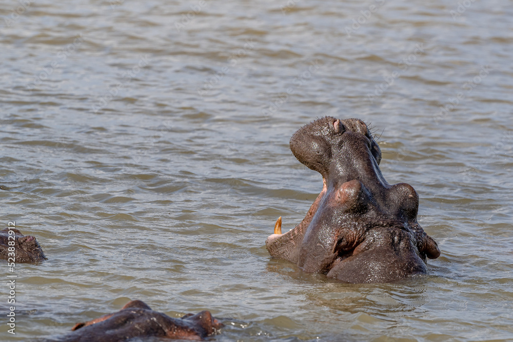 Fototapeta premium creative