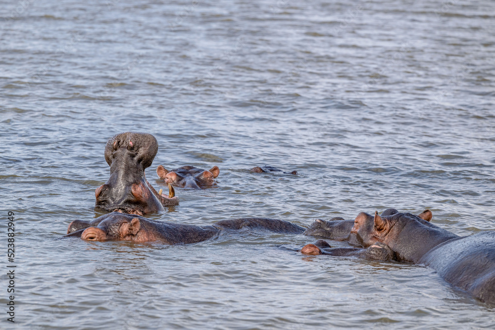 Fototapeta premium creative