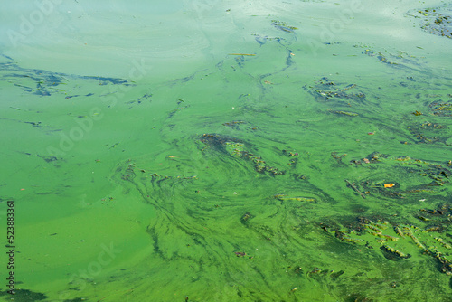 Green water in reservoir. Seasonal flowering of water in river. Blue-green algae (Cyanobacteria) thrive in fresh water. Ecological problem.