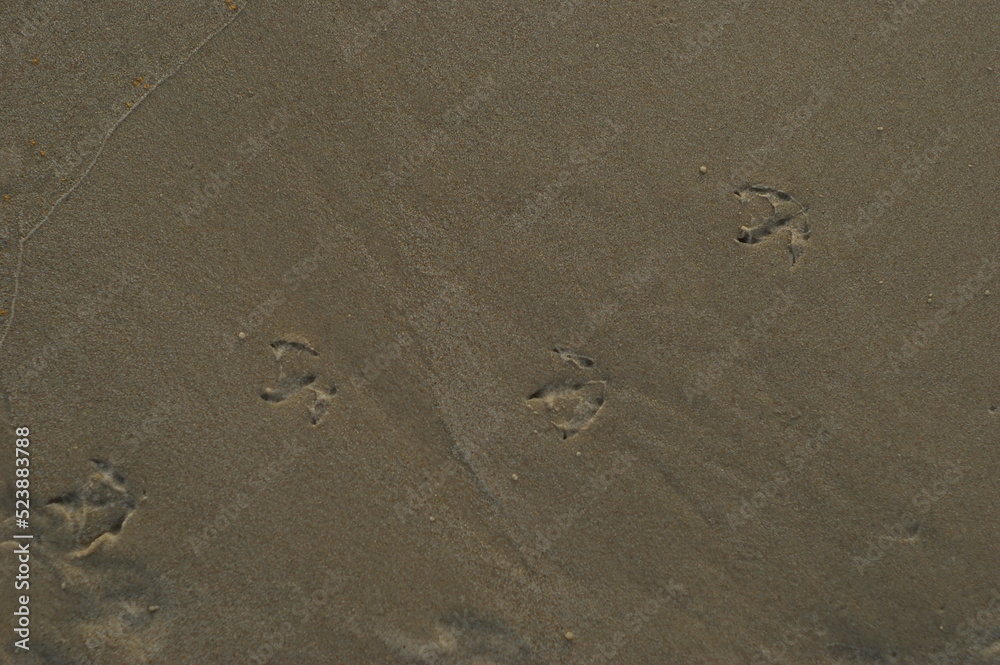 Ślady ptaka na plaży