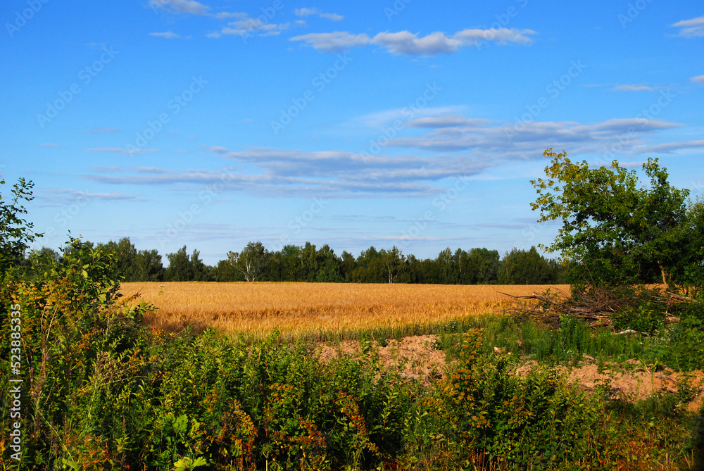 A field with yellow wheat seedlings and weed grass in the foreground. Blue sky and voluminous clouds in summer. The forest is on the horizon. Rural landscape.