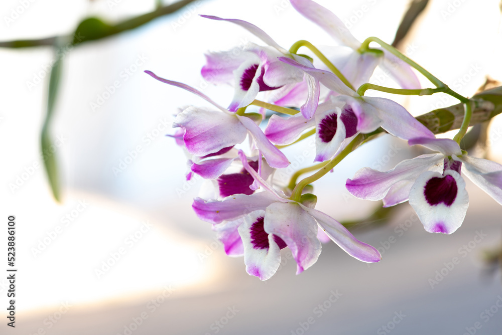 Orchid, beautiful flowering orchid in white and purple, natural light, selective focus. Orchid, beautiful flowering orchid in white and purple, natural light, selective focus.