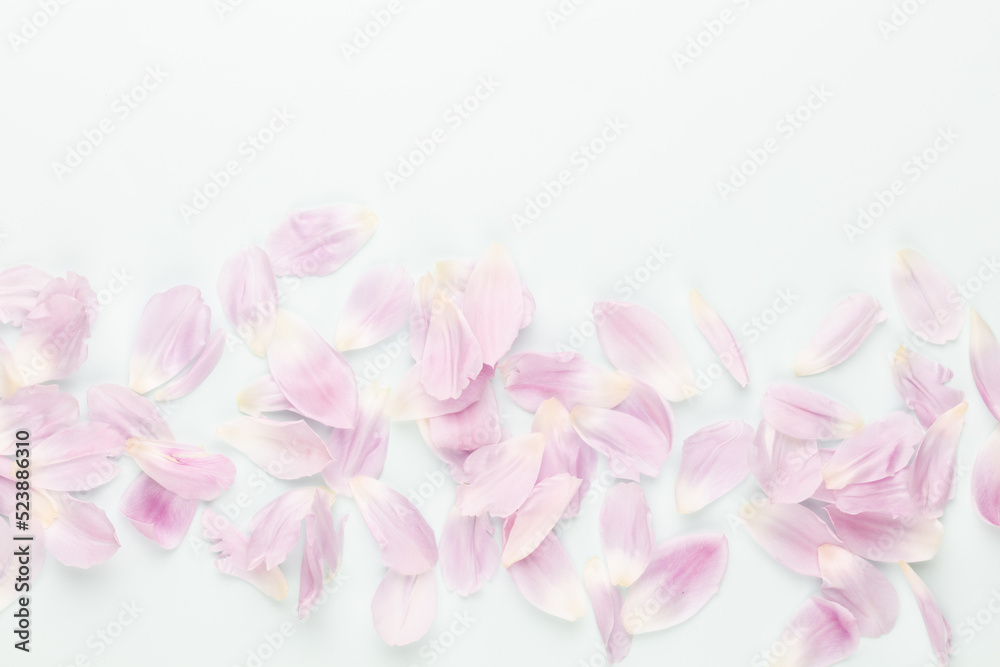 Pink tulip petals on pastel background.