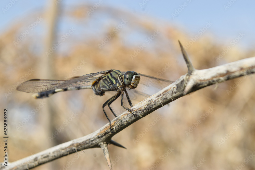 dragonfly resting on a branch animal insect wildlife animal