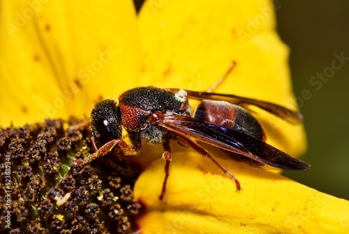 Red and Black Mason Wasp (Pachodynerus erynnis) pollinating a yellow wildflower. Also know as the Red-Marked Pachodynerus in the Vespidae family. photo