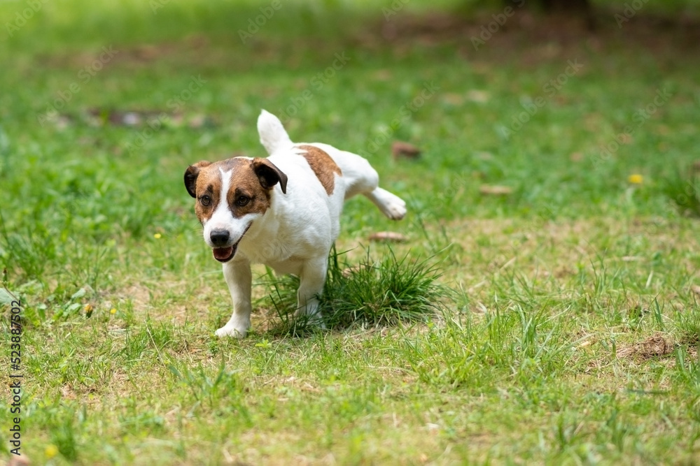 Jack Russell Terrier pissing in the park on the grass. Jack Russell Terrier pissing in the park on the grass.