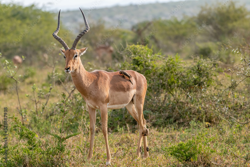 Fototapeta premium creative