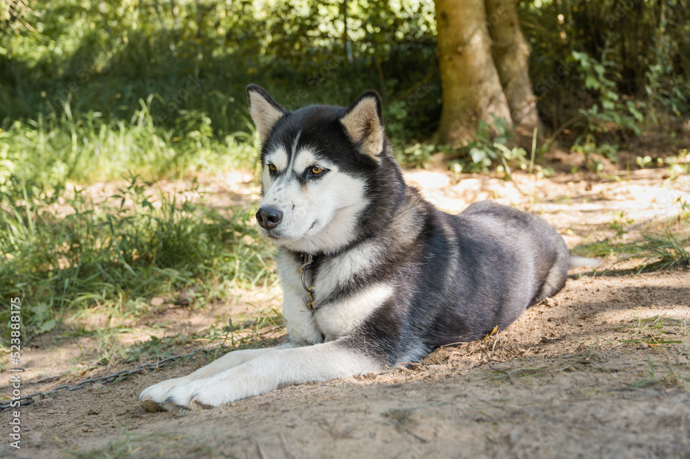 Beautiful black and white siberian husky lying on the ground at sunny summer day. Graceful dog. 