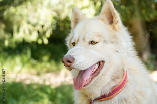 Portrait of cute white siberian husky. Happy smiling dog. Green grass on background.