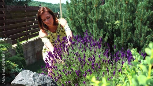 Works on landscaping in the garden in Provence style. Landscape designer at work. Caring for french lavender plants. Pruning lavender. Woman gardener cuts flowers on a blooming lavender bush. . High