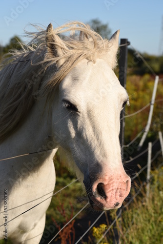 Cremello horse image.  Pasture in the suburban area with wire fence. © Milosz Kubiak