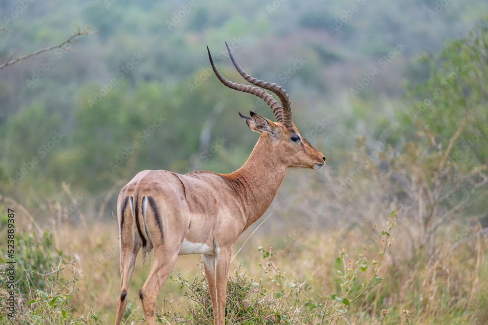 Fototapeta premium creative