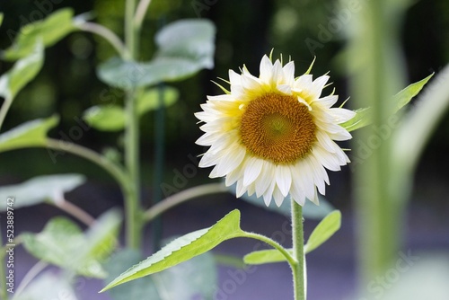 Closeup of a beautiful sunflower white lite.
