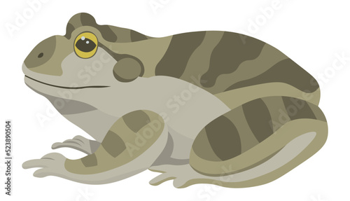 Brown green frog sitting wildlife illustration