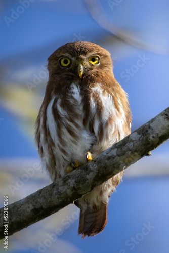 Vertical closeup of a Ferruginous pygmy owl perched on a tree branch photo