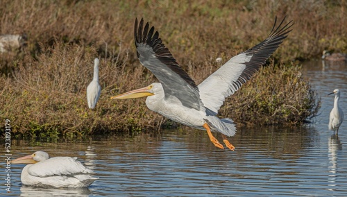 Closeup shot of a pelican departing from a lake