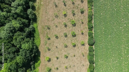 Aerial view of agroforestry between a forest and a field with beets photo