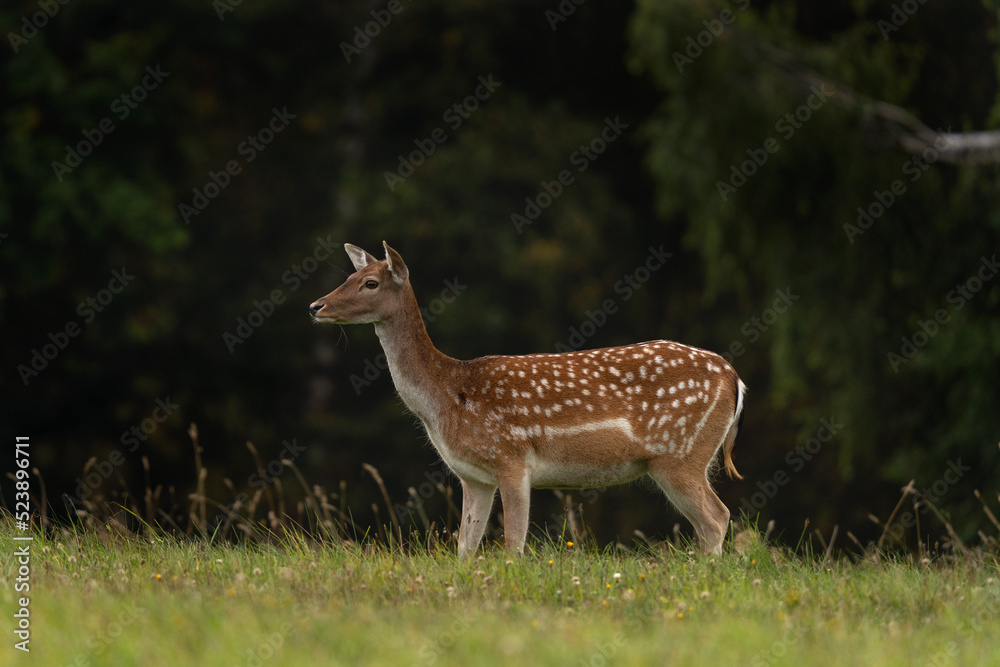 Doe of fallow deer on the meadow. Deer during autumn season. European nature. Doe of fallow deer on the meadow. Deer during autumn season. European nature.
