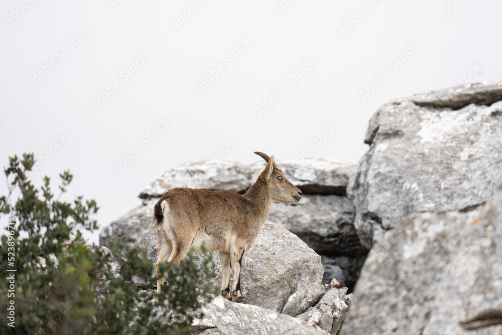 Iberian ibex in Pyrenees mountains. Subspecies of Ibex in Spain. European nature. Iberian ibex in Pyrenees mountains. Subspecies of Ibex in Spain. European nature.