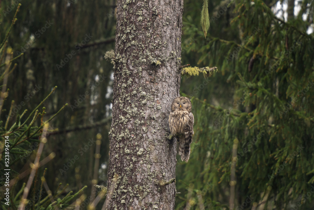 Ural owl is sitting on the tree. Owl in the forest during rain. Ornithology in Europe. Ural owl is sitting on the tree. Owl in the forest during rain. Ornithology in Europe.