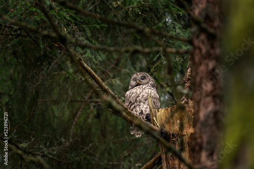 Ural owl is sitting on the tree. Owl in the forest during rain. Ornithology in Europe. 