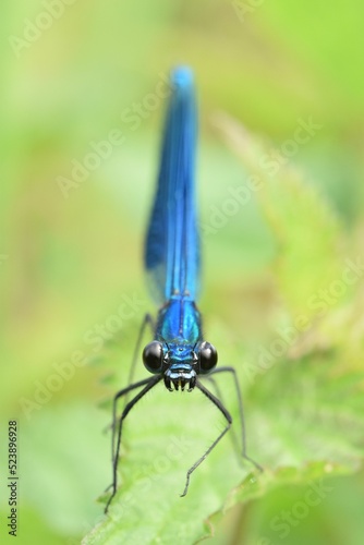 Closeup vertical shot of a male banded demoiselle (Calopteryx Splendens) sitting on a leaf photo