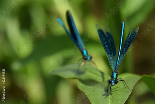 Selective focus shot of two male banded demoiselle (Calopteryx Splendens) sitting on a plant photo