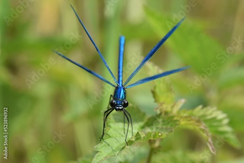 Closeup shot of a male banded demoiselle (Calopteryx Splendens) spreading his wings photo