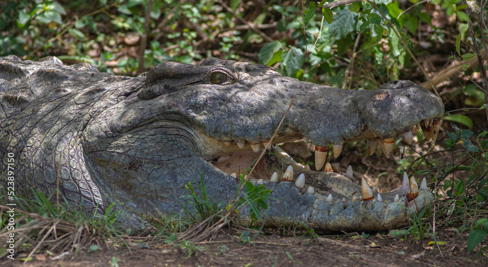 Nile Crocodile; Crocodile with its mouth open basking in the sun; crocodiles resting; Nile crocodile from Murchison Falls Uganda Nile Crocodile; Crocodile with its mouth open basking in the sun; crocodiles resting; Nile crocodile from Murchison Falls Uganda