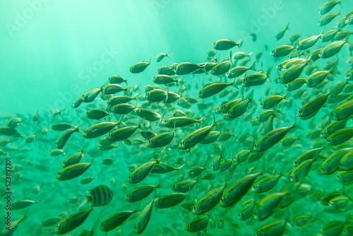 Underwater view of a striped fish swimming against the fish shoal