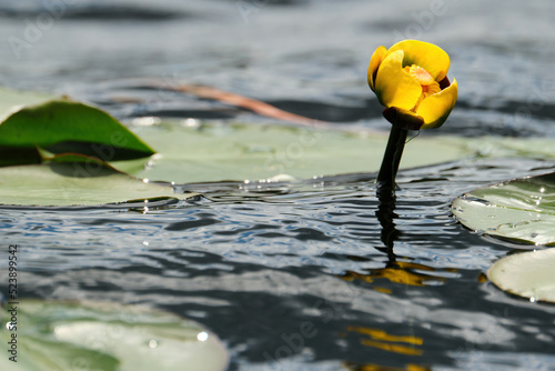 Variegated yellow pond lily flower close-up photo