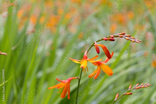 Closeup of beautiful orange Coppertips flowers blooming in a garden photo